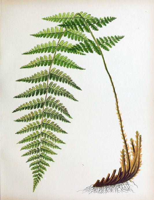 Beautiful ferns from original water-color drawings after nature /.Boston :D. Lothrop and Co.,1882, [c1881].  | Ferns "United States" | Vintage Print Reproduction 460132