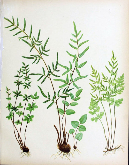 Beautiful ferns from original water-color drawings after nature /.Boston :D. Lothrop and Co.,1882, [c1881].  | Ferns "United States" | Vintage Print Reproduction 460134