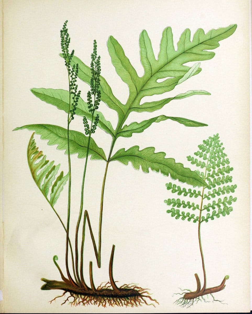 Beautiful ferns from original water-color drawings after nature /.Boston :D. Lothrop and Co.,1882, [c1881].  | Ferns "United States" | Vintage Print Reproduction 460138