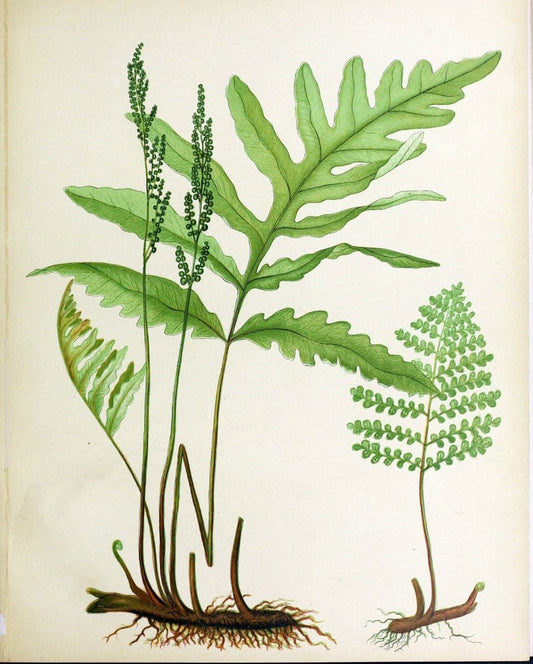 Beautiful ferns from original water-color drawings after nature /.Boston :D. Lothrop and Co.,1882, [c1881].  | Ferns "United States" | Vintage Print Reproduction 460138
