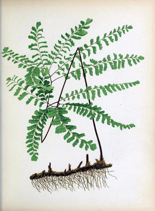 Beautiful ferns from original water-color drawings after nature /.Troy, N.Y. :Nims and Knight,1887 [Ã‚Â©1885]. | Ferns "United States"  | Vintage Print Reproduction 460139