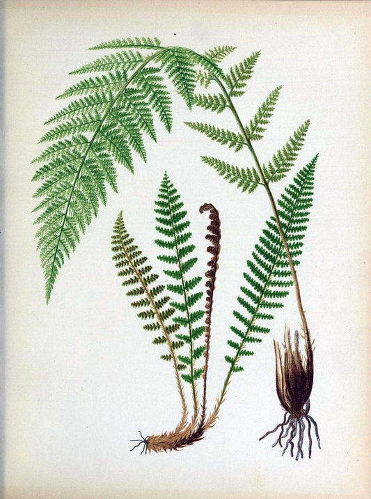 Beautiful ferns from original water-color drawings after nature /.Troy, N.Y. :Nims and Knight,1887 [Ã‚Â©1885]. | Ferns "United States"  | Vintage Print Reproduction 460142