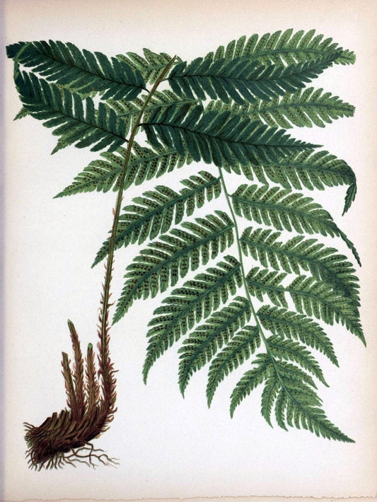 Beautiful ferns from original water-color drawings after nature /.Troy, N.Y. :Nims and Knight,1887 [Ã‚Â©1885]. | Ferns "United States"  | Vintage Print Reproduction 460144