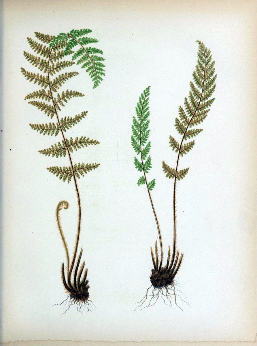 Beautiful ferns from original water-color drawings after nature /.Troy, N.Y. :Nims and Knight,1887 [Ã‚Â©1885]. | Ferns "United States"  | Vintage Print Reproduction 460146