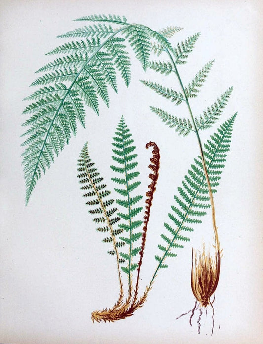 Beautiful ferns from original water-color drawings after nature /.Boston :D. Lothrop and Co.,1882, [c1881].  | Ferns "United States" | Vintage Print Reproduction 460147