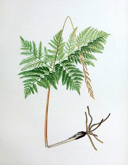 Beautiful ferns from original water-color drawings after nature /.Boston :D. Lothrop and Co.,1882, [c1881].  | Ferns "United States" | Vintage Print Reproduction 460149
