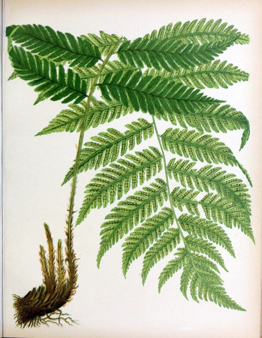 Beautiful ferns from original water-color drawings after nature /.Boston :D. Lothrop and Co.,1882, [c1881].  | Ferns "United States" | Vintage Print Reproduction 460150