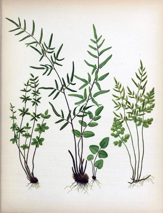 Beautiful ferns from original water-color drawings after nature /.Troy, N.Y. :Nims and Knight,1887 [Ã‚Â©1885]. | Ferns "United States"  | Vintage Print Reproduction 460151