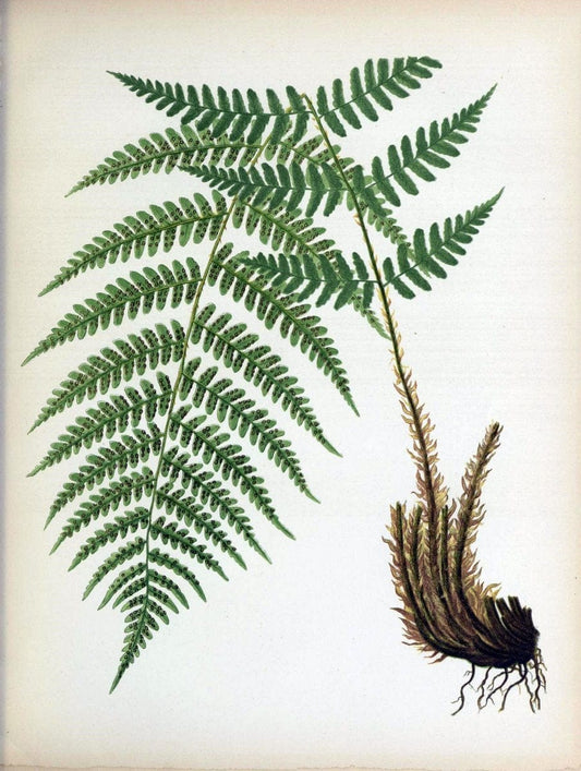 Beautiful ferns from original water-color drawings after nature /.Troy, N.Y. :Nims and Knight,1887 [Ã‚Â©1885]. | Ferns "United States"  | Vintage Print Reproduction 460153