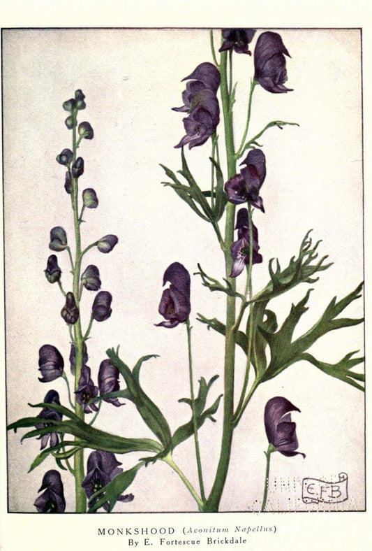 Beautiful flowers and how to grow themEdinburgh,T.C. & E.C. Jack, ltd.,1922. | Floriculture flowers "University of California Libraries" | Vintage Print Reproduction 460154
