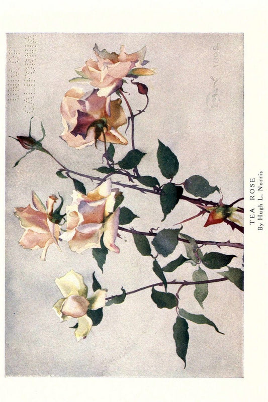 Beautiful flowers and how to grow themEdinburgh,T.C. & E.C. Jack, ltd.,1922. | Floriculture flowers "University of California Libraries" | Vintage Print Reproduction 460155