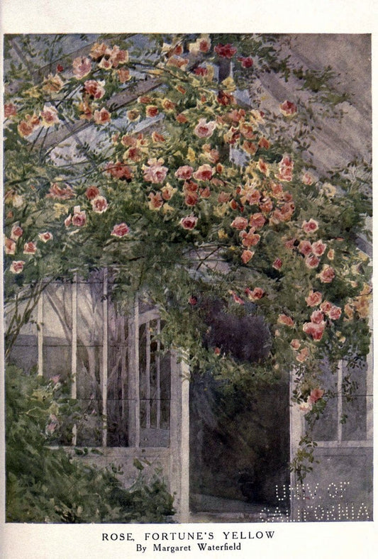 Beautiful flowers and how to grow themEdinburgh,T.C. & E.C. Jack, ltd.,1922. | Floriculture flowers "University of California Libraries" | Vintage Print Reproduction 460156