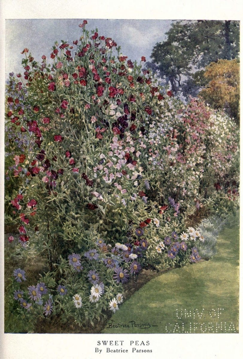 Beautiful flowers and how to grow themEdinburgh,T.C. & E.C. Jack, ltd.,1922. | Floriculture flowers "University of California Libraries" | Vintage Print Reproduction 460157