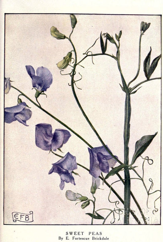 Beautiful flowers and how to grow themEdinburgh,T.C. & E.C. Jack, ltd.,1922. | Floriculture flowers "University of California Libraries" | Vintage Print Reproduction 460158