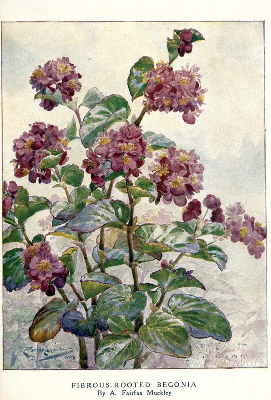 Beautiful flowers and how to grow themEdinburgh,T.C. & E.C. Jack, ltd.,1922. | Floriculture flowers "University of California Libraries" | Vintage Print Reproduction 460159