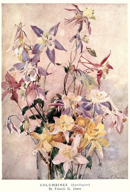 Beautiful flowers and how to grow themEdinburgh,T.C. & E.C. Jack, ltd.,1922. | Floriculture flowers "University of California Libraries" | Vintage Print Reproduction 460160