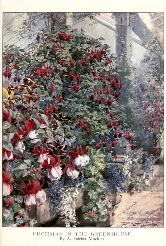 Beautiful flowers and how to grow themEdinburgh,T.C. & E.C. Jack, ltd.,1922. | Floriculture flowers "University of California Libraries" | Vintage Print Reproduction 460161