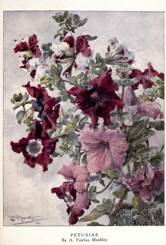 Beautiful flowers and how to grow themEdinburgh,T.C. & E.C. Jack, ltd.,1922. | Floriculture flowers "University of California Libraries" | Vintage Print Reproduction 460162
