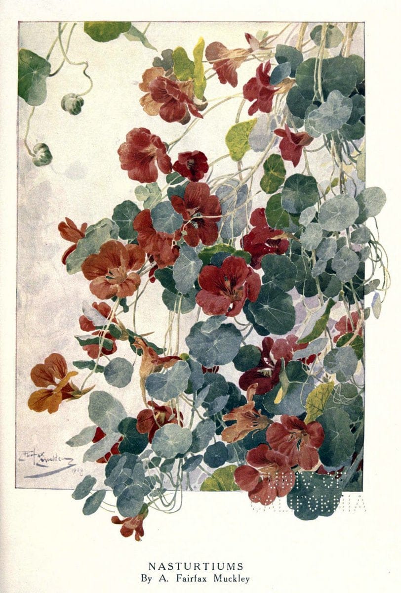Beautiful flowers and how to grow themEdinburgh,T.C. & E.C. Jack, ltd.,1922. | Floriculture flowers "University of California Libraries" | Vintage Print Reproduction 460163