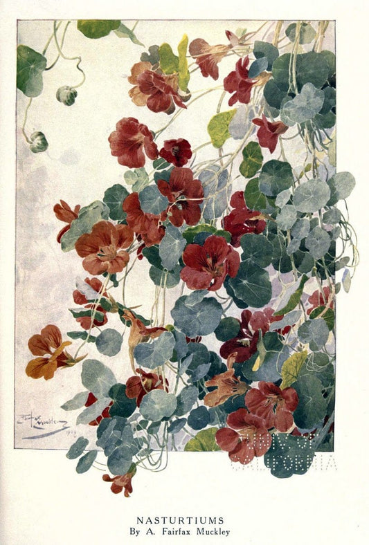 Beautiful flowers and how to grow themEdinburgh,T.C. & E.C. Jack, ltd.,1922. | Floriculture flowers "University of California Libraries" | Vintage Print Reproduction 460163