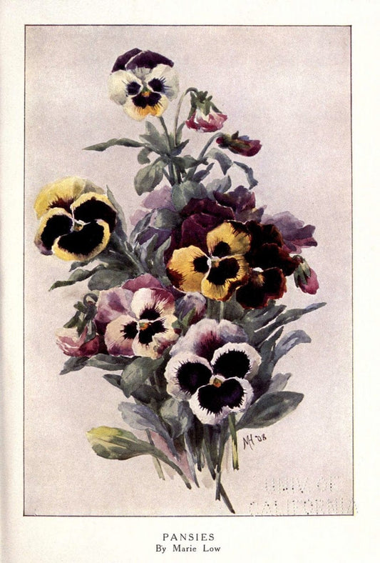 Beautiful flowers and how to grow themEdinburgh,T.C. & E.C. Jack, ltd.,1922. | Floriculture flowers "University of California Libraries" | Vintage Print Reproduction 460164