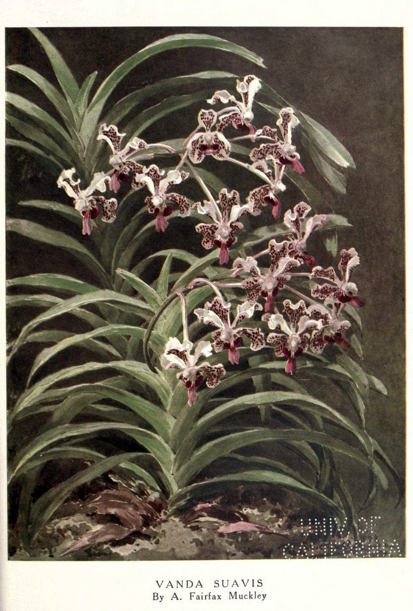 Beautiful flowers and how to grow themEdinburgh,T.C. & E.C. Jack, ltd.,1922. | Floriculture flowers "University of California Libraries" | Vintage Print Reproduction 460165