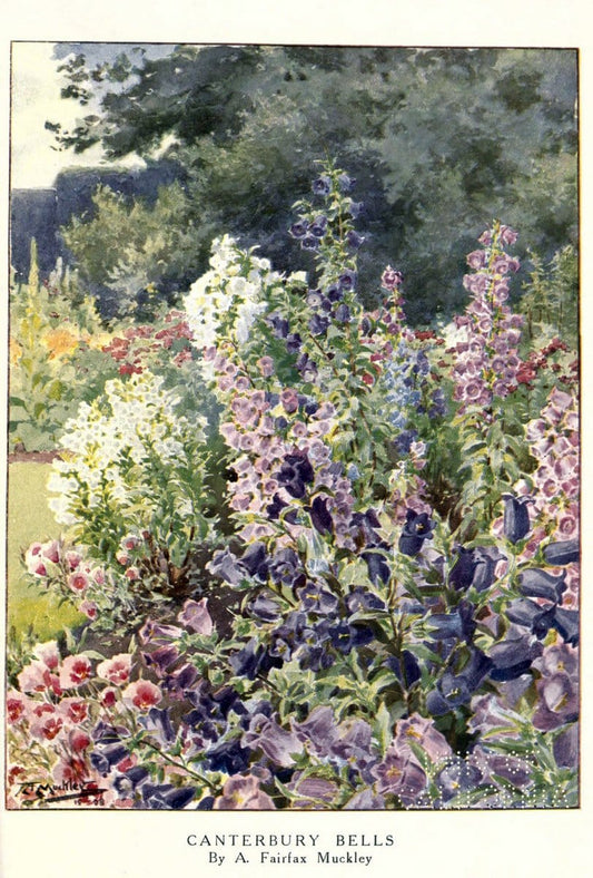 Beautiful flowers and how to grow themEdinburgh,T.C. & E.C. Jack, ltd.,1922. | Floriculture flowers "University of California Libraries" | Vintage Print Reproduction 460166