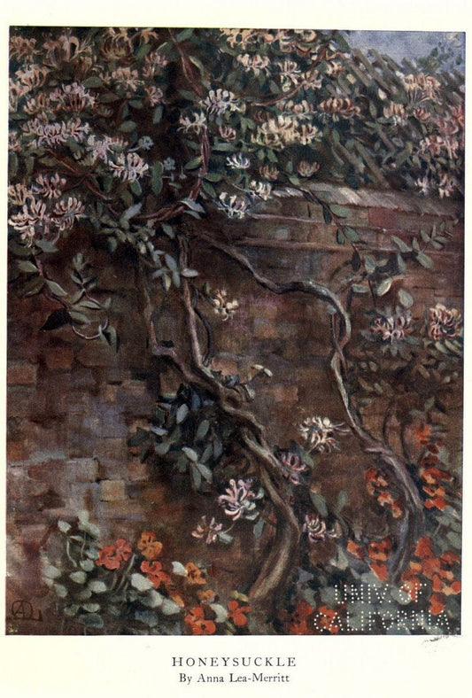 Beautiful flowers and how to grow themEdinburgh,T.C. & E.C. Jack, ltd.,1922. | Floriculture flowers "University of California Libraries" | Vintage Print Reproduction 460167