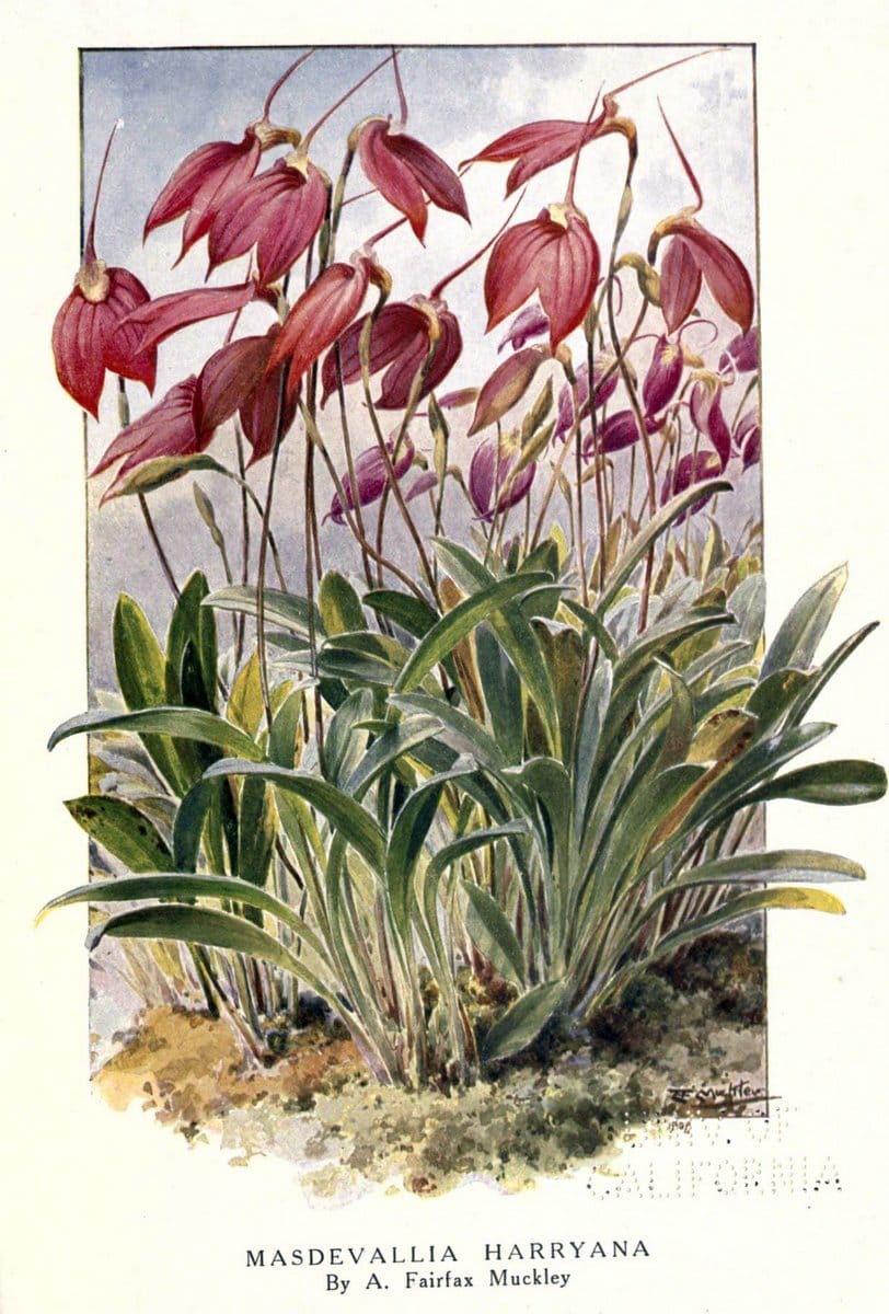 Beautiful flowers and how to grow themEdinburgh,T.C. & E.C. Jack, ltd.,1922. | Floriculture flowers "University of California Libraries" | Vintage Print Reproduction 460169