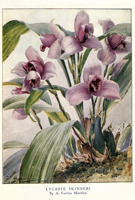 Beautiful flowers and how to grow themEdinburgh,T.C. & E.C. Jack, ltd.,1922. | Floriculture flowers "University of California Libraries" | Vintage Print Reproduction 460170