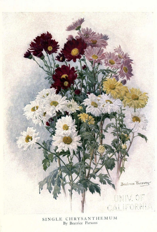 Beautiful flowers and how to grow themEdinburgh,T.C. & E.C. Jack, ltd.,1922. | Floriculture flowers "University of California Libraries" | Vintage Print Reproduction 460172