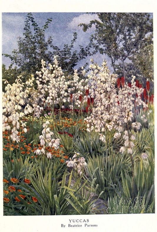 Beautiful flowers and how to grow themEdinburgh,T.C. & E.C. Jack, ltd.,1922. | Floriculture flowers "University of California Libraries" | Vintage Print Reproduction 460174