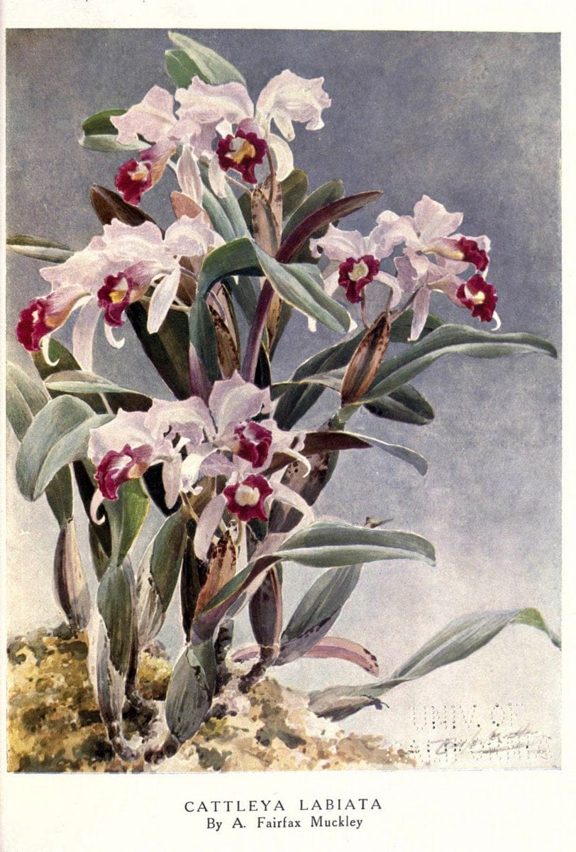 Beautiful flowers and how to grow themEdinburgh,T.C. & E.C. Jack, ltd.,1922. | Floriculture flowers "University of California Libraries" | Vintage Print Reproduction 460175