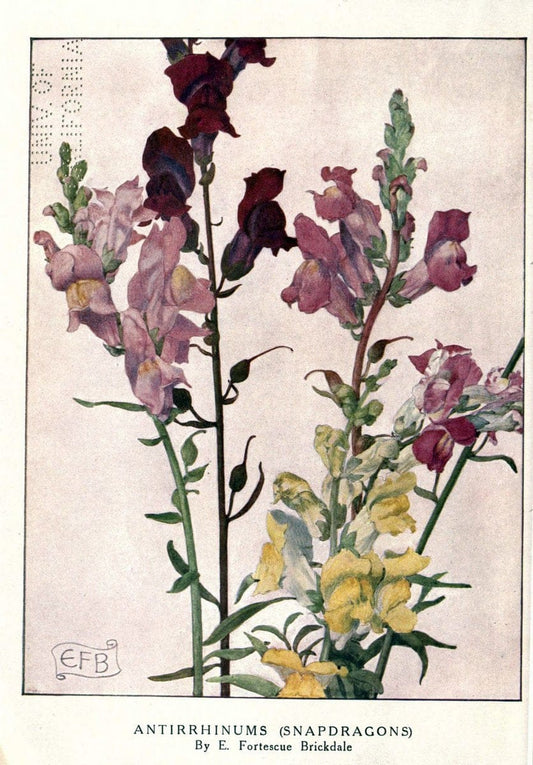 Beautiful flowers and how to grow themEdinburgh,T.C. & E.C. Jack, ltd.,1922. | Floriculture flowers "University of California Libraries" | Vintage Print Reproduction 460176