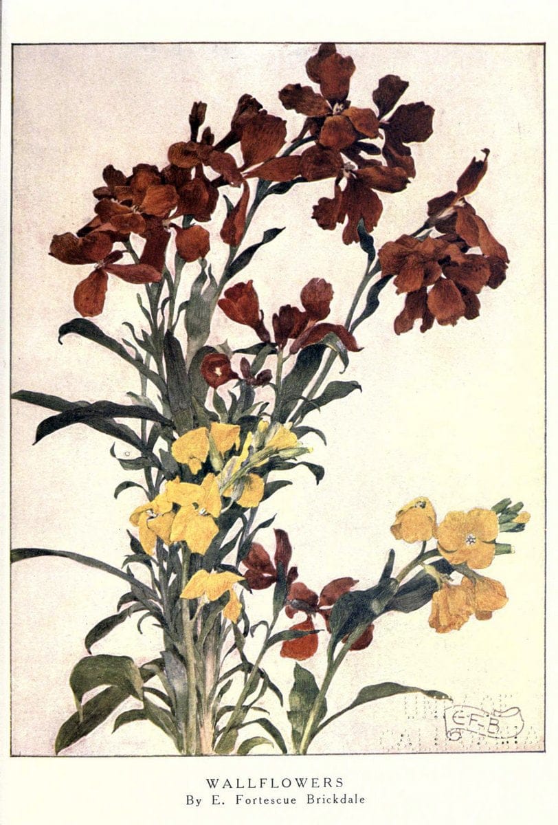 Beautiful flowers and how to grow themEdinburgh,T.C. & E.C. Jack, ltd.,1922. | Floriculture flowers "University of California Libraries" | Vintage Print Reproduction 460177