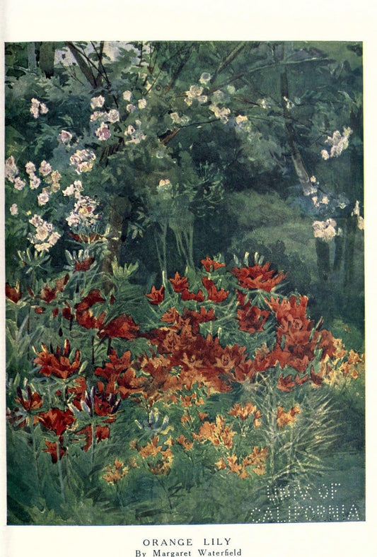 Beautiful flowers and how to grow themEdinburgh,T.C. & E.C. Jack, ltd.,1922. | Floriculture flowers "University of California Libraries" | Vintage Print Reproduction 460178