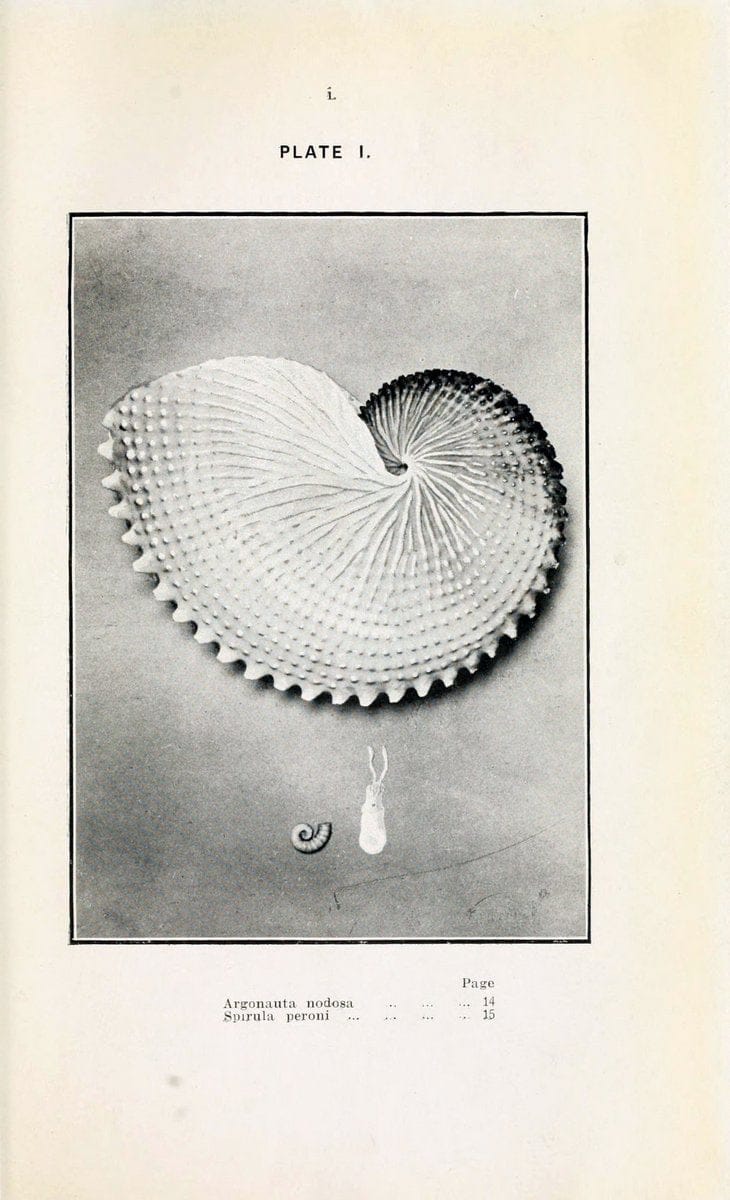Beautiful shells of New Zealand :.Auckland :Collins Bros.,1908.  | "Collection and preservation" Mollusks "New Zealand" Shells | Vintage Print Reproduction 460179