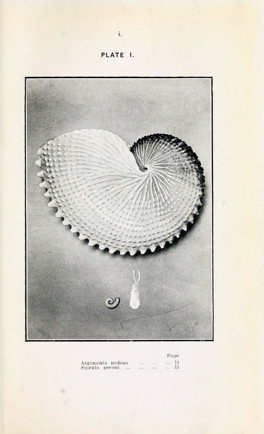 Beautiful shells of New Zealand :.Auckland :Collins Bros.,1908.  | "Collection and preservation" Mollusks "New Zealand" Shells | Vintage Print Reproduction 460179