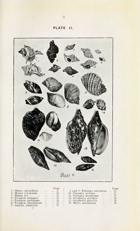 Beautiful shells of New Zealand :.Auckland :Collins Bros.,1908.  | "Collection and preservation" Mollusks "New Zealand" Shells | Vintage Print Reproduction 460180