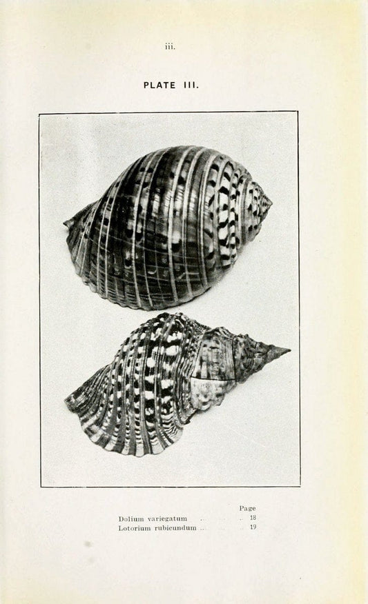 Beautiful shells of New Zealand :.Auckland :Collins Bros.,1908.  | "Collection and preservation" Mollusks "New Zealand" Shells | Vintage Print Reproduction 460181