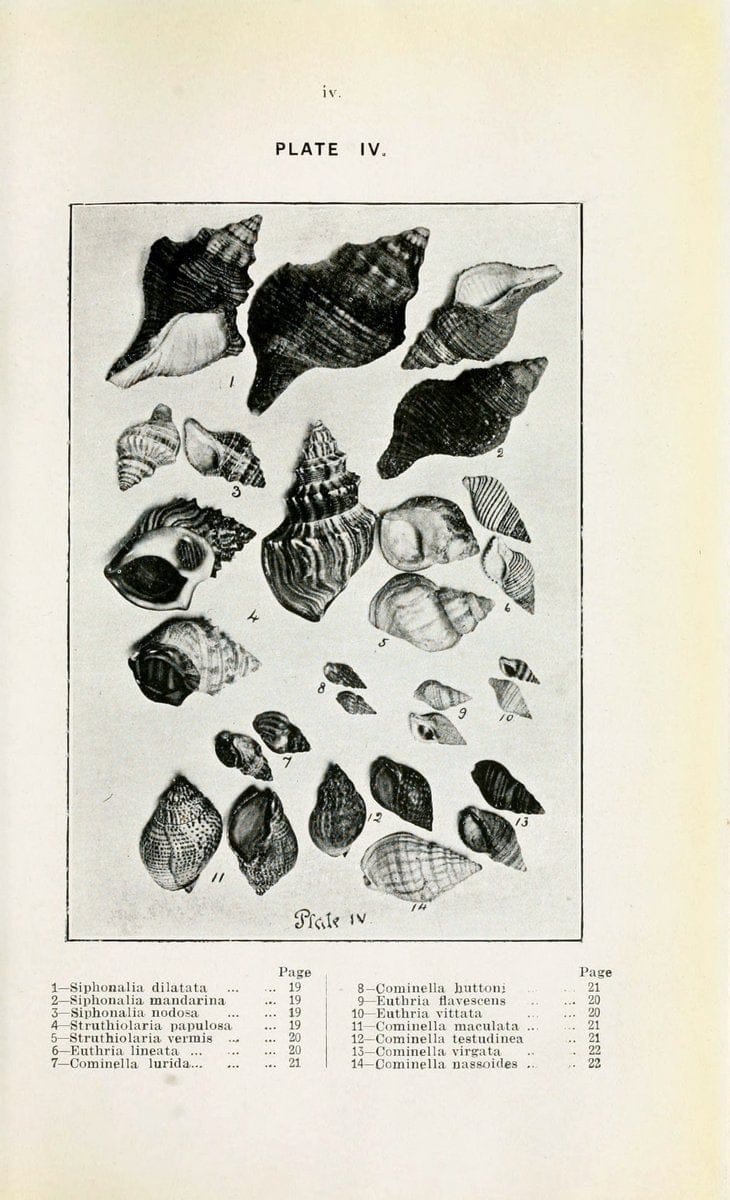 Beautiful shells of New Zealand :.Auckland :Collins Bros.,1908.  | "Collection and preservation" Mollusks "New Zealand" Shells | Vintage Print Reproduction 460182