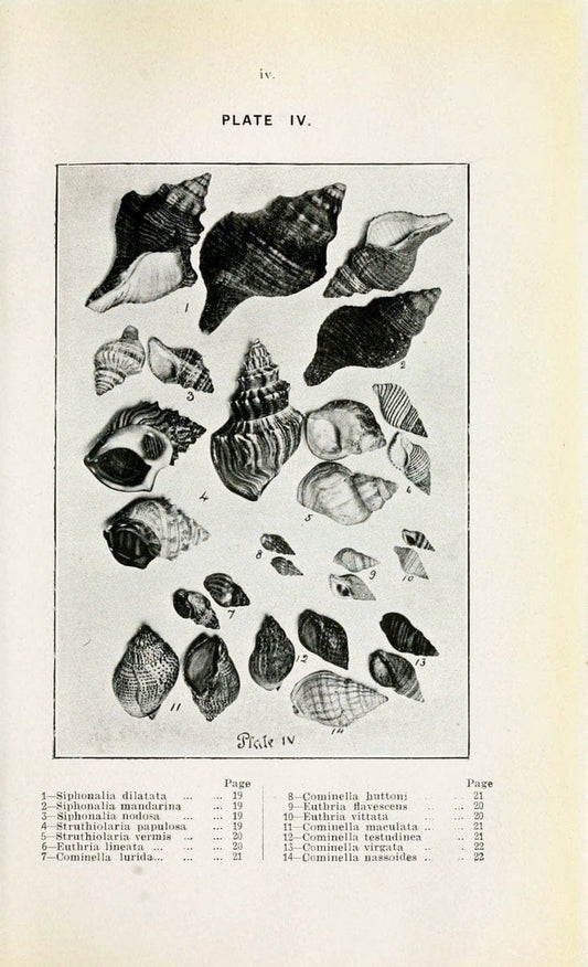 Beautiful shells of New Zealand :.Auckland :Collins Bros.,1908.  | "Collection and preservation" Mollusks "New Zealand" Shells | Vintage Print Reproduction 460182