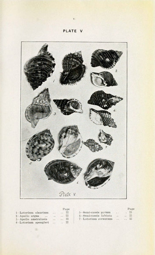 Beautiful shells of New Zealand :.Auckland :Collins Bros.,1908.  | "Collection and preservation" Mollusks "New Zealand" Shells | Vintage Print Reproduction 460183