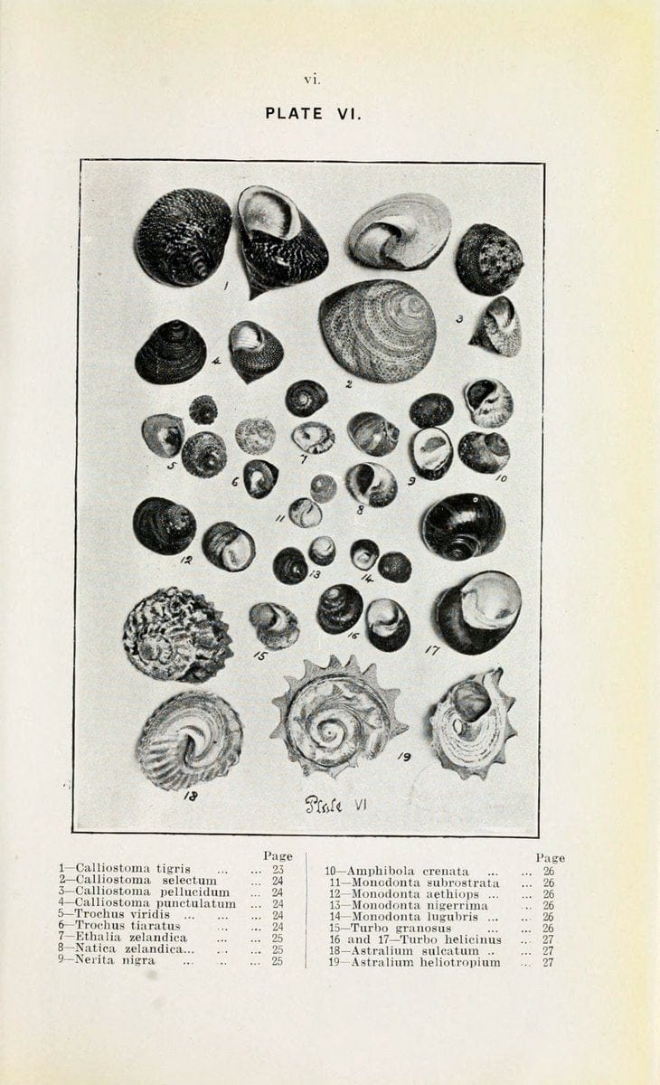 Beautiful shells of New Zealand :.Auckland :Collins Bros.,1908.  | "Collection and preservation" Mollusks "New Zealand" Shells | Vintage Print Reproduction 460184