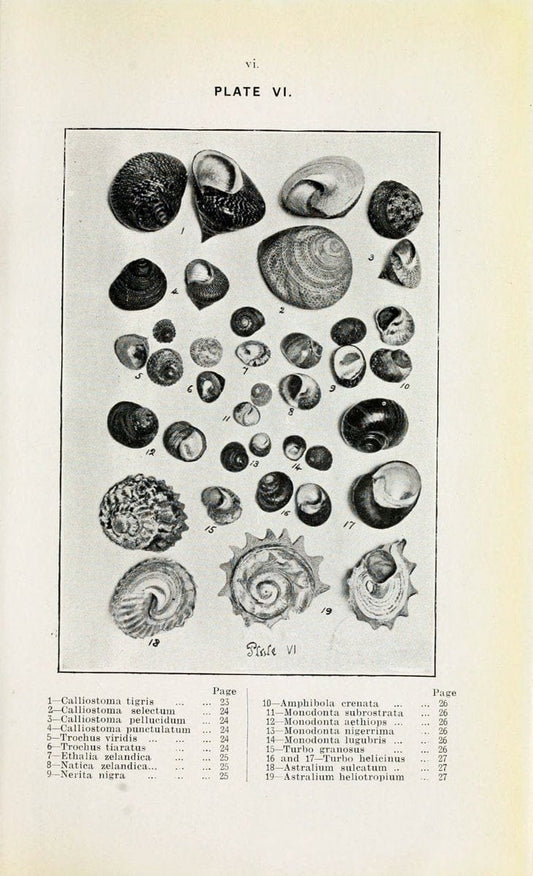 Beautiful shells of New Zealand :.Auckland :Collins Bros.,1908.  | "Collection and preservation" Mollusks "New Zealand" Shells | Vintage Print Reproduction 460184