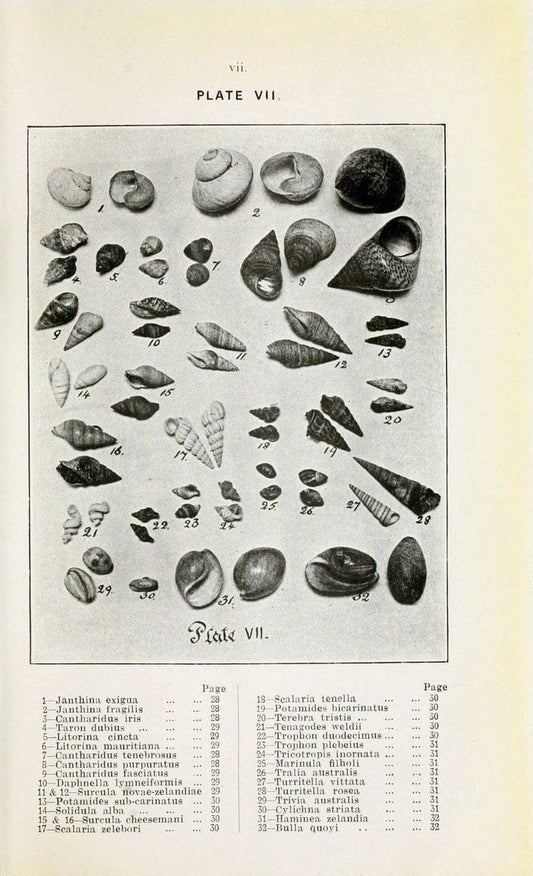 Beautiful shells of New Zealand :.Auckland :Collins Bros.,1908.  | "Collection and preservation" Mollusks "New Zealand" Shells | Vintage Print Reproduction 460185