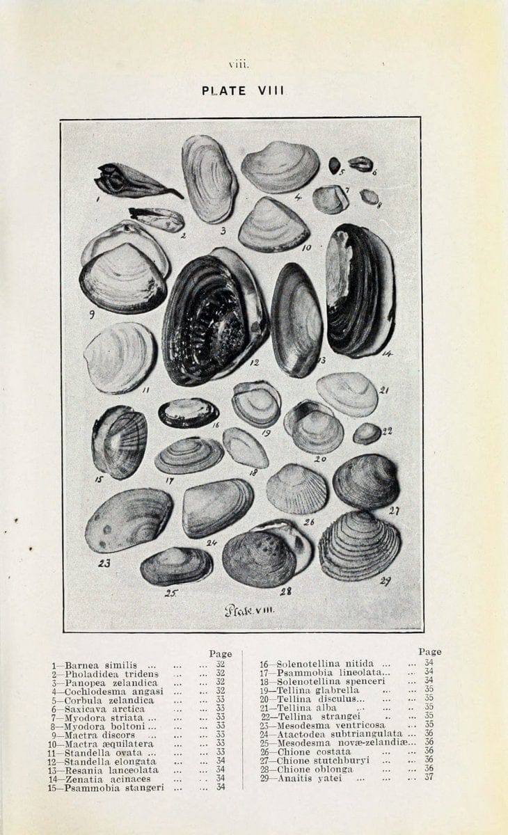 Beautiful shells of New Zealand :.Auckland :Collins Bros.,1908.  | "Collection and preservation" Mollusks "New Zealand" Shells | Vintage Print Reproduction 460186