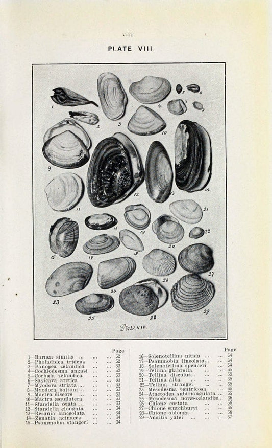 Beautiful shells of New Zealand :.Auckland :Collins Bros.,1908.  | "Collection and preservation" Mollusks "New Zealand" Shells | Vintage Print Reproduction 460186
