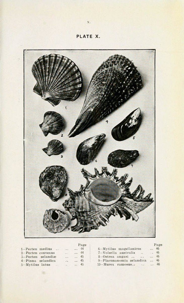 Beautiful shells of New Zealand :.Auckland :Collins Bros.,1908.  | "Collection and preservation" Mollusks "New Zealand" Shells | Vintage Print Reproduction 460188