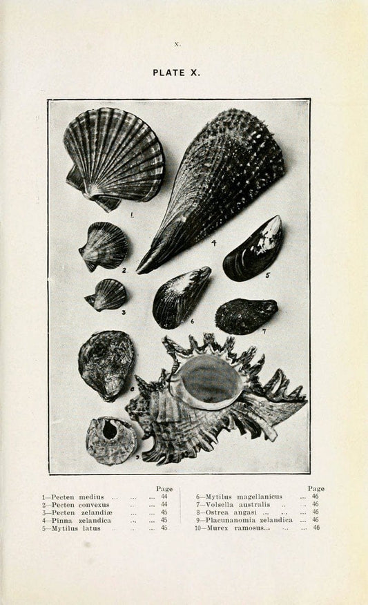 Beautiful shells of New Zealand :.Auckland :Collins Bros.,1908.  | "Collection and preservation" Mollusks "New Zealand" Shells | Vintage Print Reproduction 460188